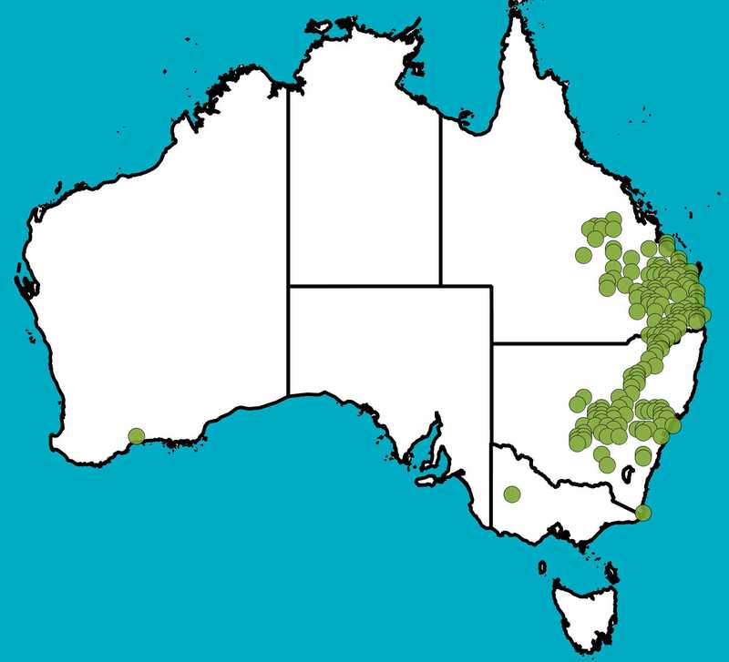 Distribution Map | Acacia amblygona | Queensland Native Seeds