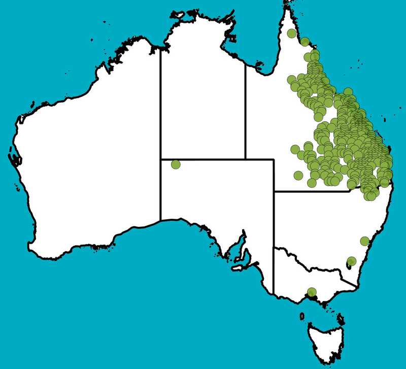 Distribution Map | Eucalyptus exserta | Queensland Native Seeds