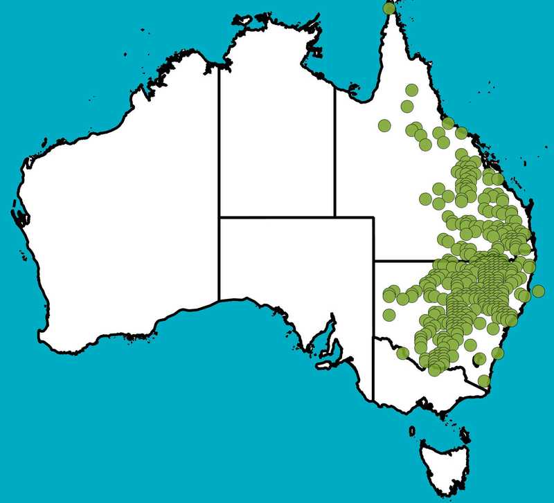 Distribution Map | Panicum queenslandicum | Queensland Native Seeds