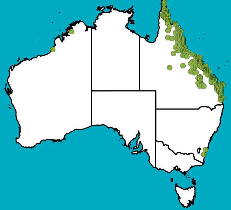 Distribution Map | Acacia flavescens | Queensland Native Seeds