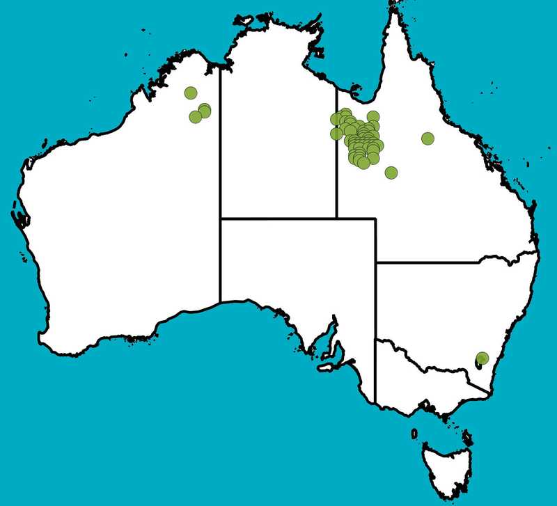 Distribution Map | Eucalyptus leucophylla | Queensland Native Seeds