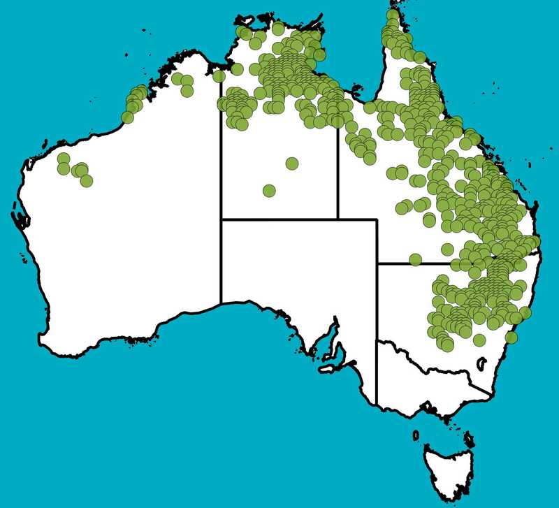 Distribution Map | Denhamia cunninghamii | Queensland Native Seeds