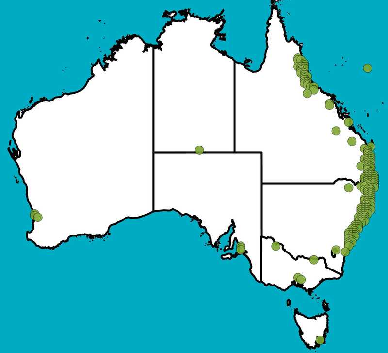 Distribution Map | Eucalyptus grandis | Queensland Native Seeds