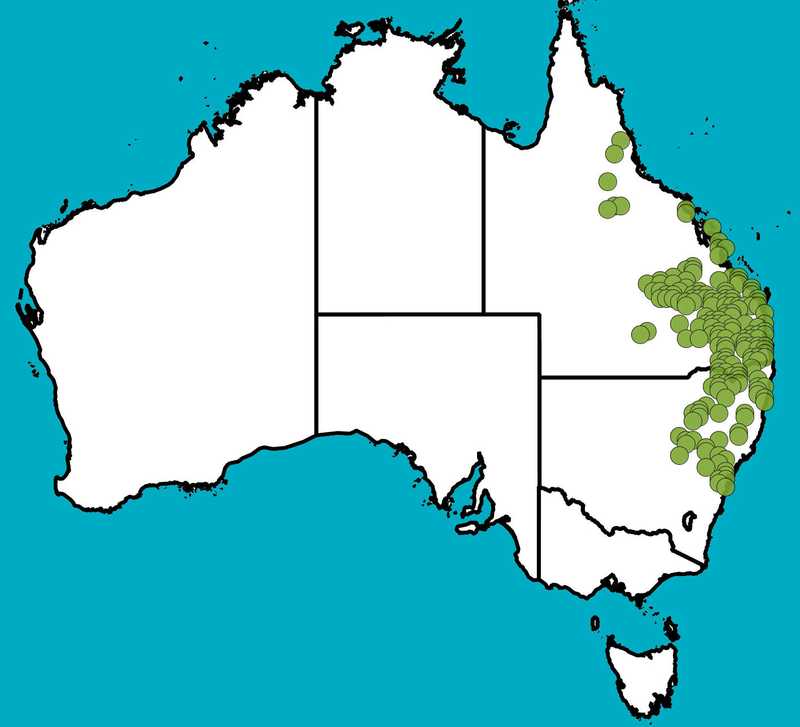 Distribution Map | Acacia juncifolia | Queensland Native Seeds