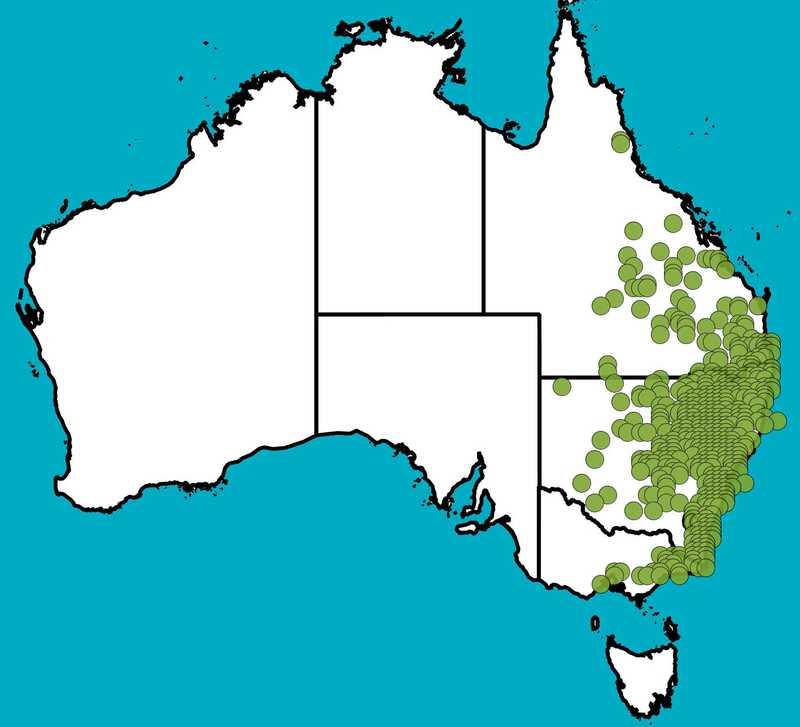 Distribution Map | Einadia trigonos | Queensland Native Seeds