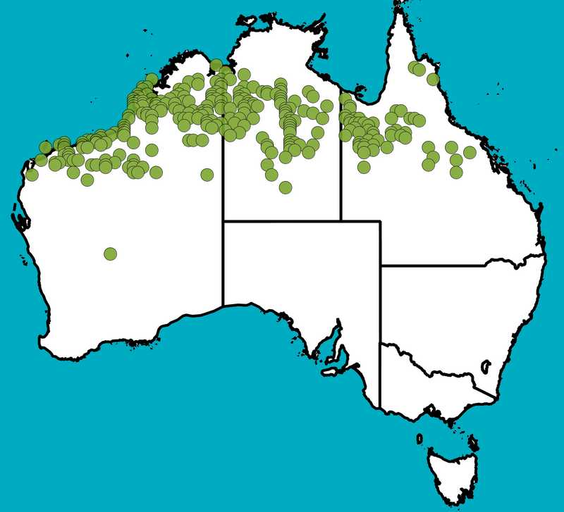 Distribution Map | Acacia colei var. colei | Queensland Native Seeds