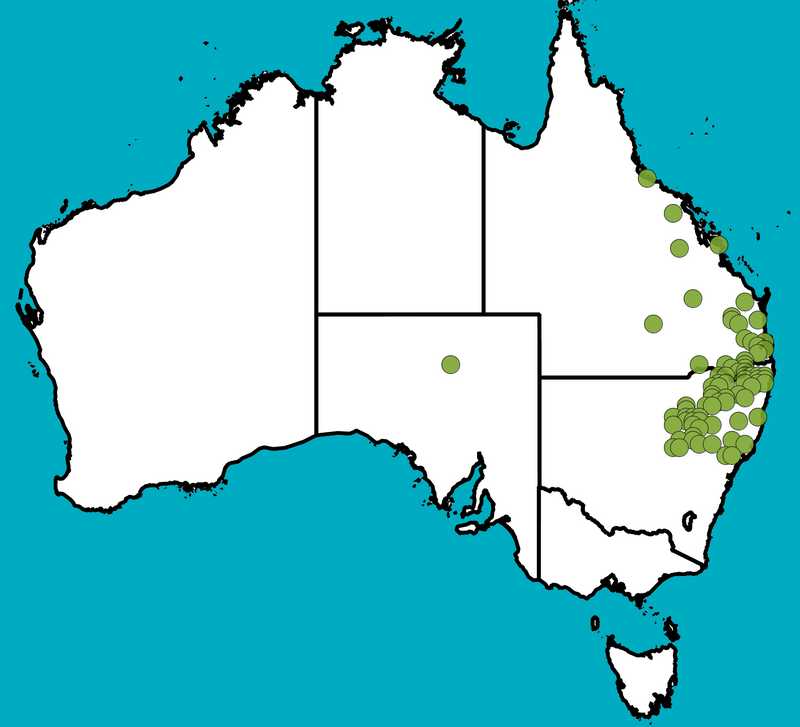 Distribution Map | Crotalaria mitchellii subsp. laevis | Queensland Native Seeds