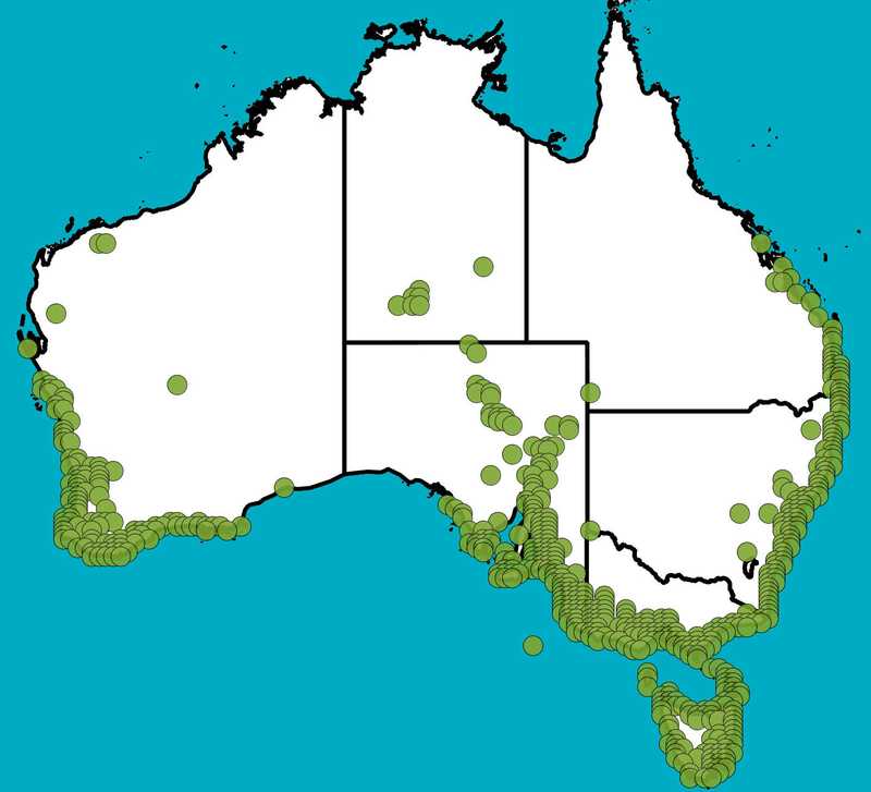 Distribution Map | Juncus kraussii | Queensland Native Seeds