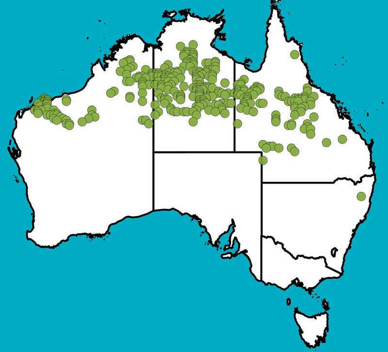 Distribution Map | Acacia elachantha | Queensland Native Seeds