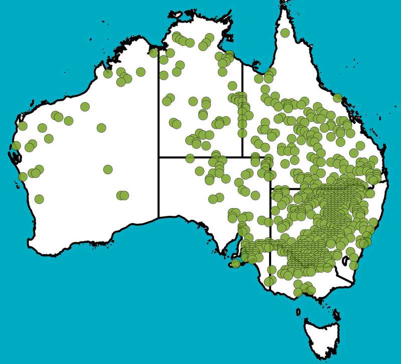 Distribution Map | Paspalidium jubiflorum | Queensland Native Seeds