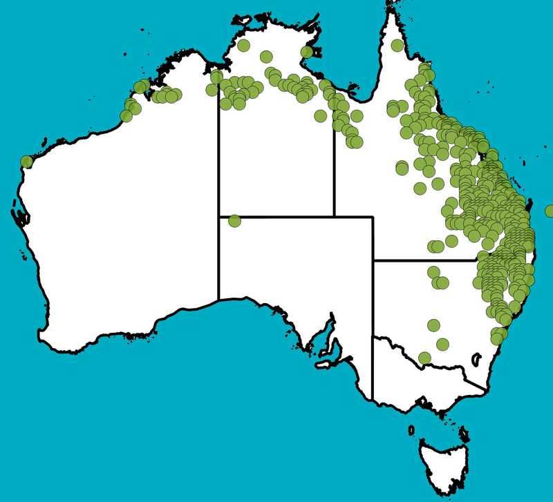 Distribution Map | Sida hackettiana | Queensland Native Seeds