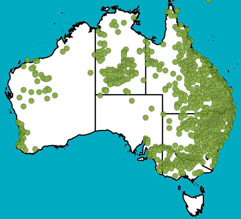Distribution Map | Eragrostis elongata | Queensland Native Seeds