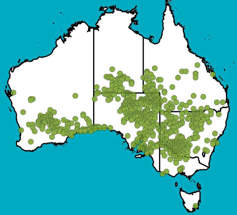 Distribution Map | Atriplex nummularia | Queensland Native Seeds