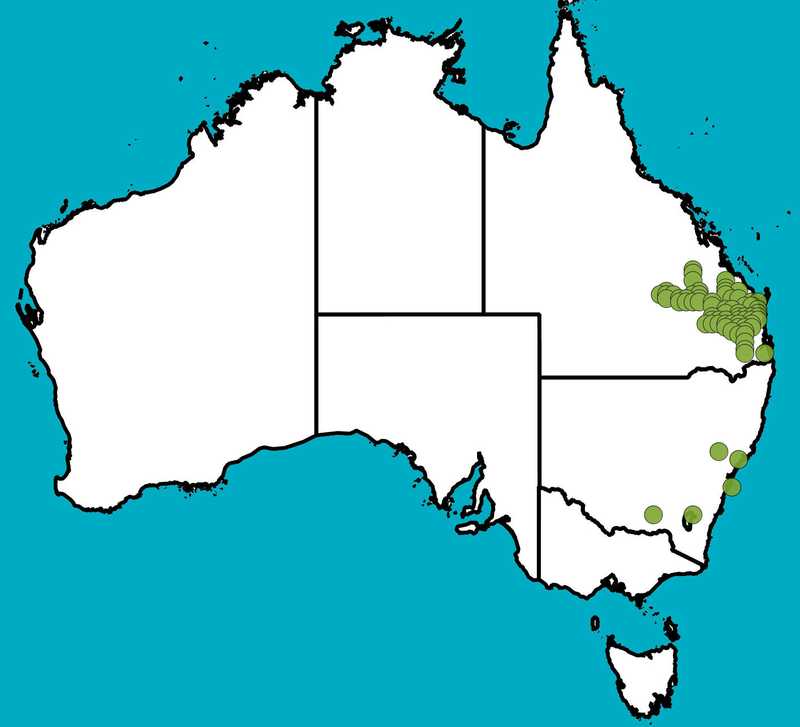 Distribution Map | Eucalyptus longirostrata | Queensland Native Seeds