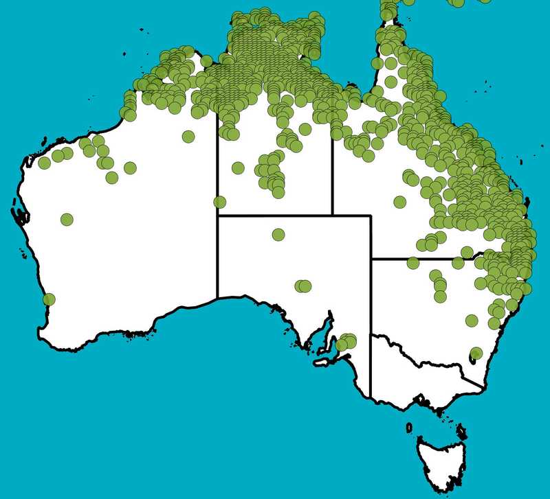 Distribution Map | Heteropogon contortus | Queensland Native Seeds