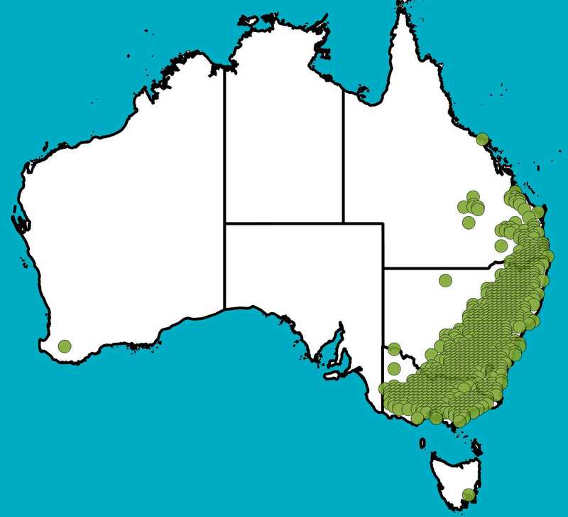 Distribution Map | Eucalyptus melliodora | Queensland Native Seeds