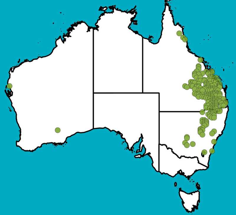 Distribution Map | Acacia conferta | Queensland Native Seeds