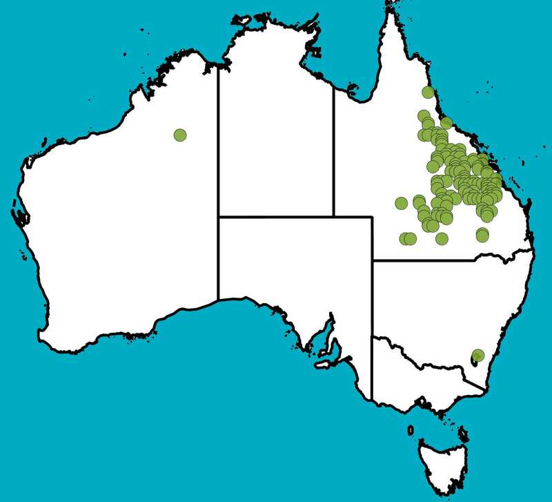 Distribution Map | Eucalyptus cambageana | Queensland Native Seeds