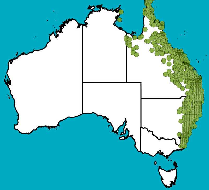 Distribution Map | Breynia oblongifolia | Queensland Native Seeds