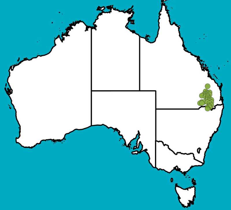 Distribution Map | Dodonaea macrossanii | Queensland Native Seeds