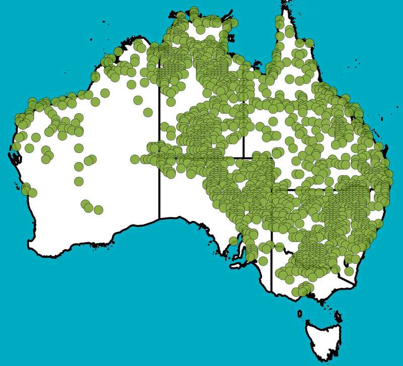 Distribution Map | Panicum decompositum | Queensland Native Seeds