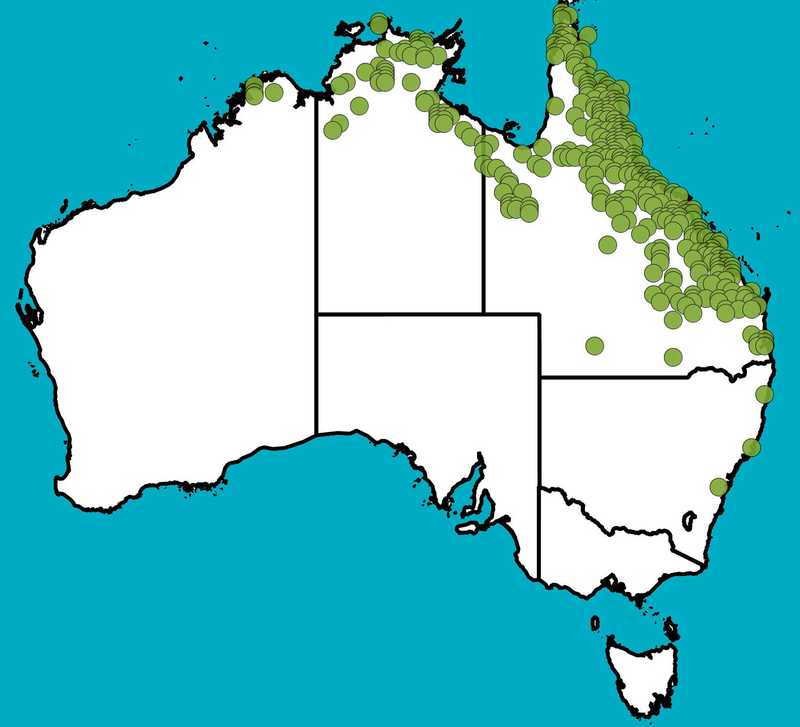 Distribution Map | Indigofera pratensis | Queensland Native Seeds