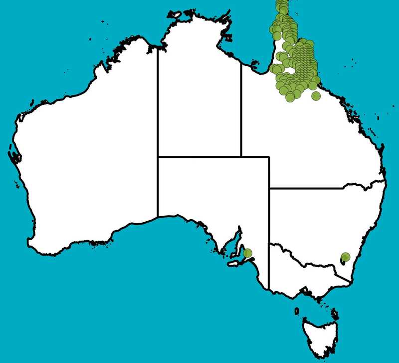 Distribution Map | Eucalyptus leptophleba | Queensland Native Seeds