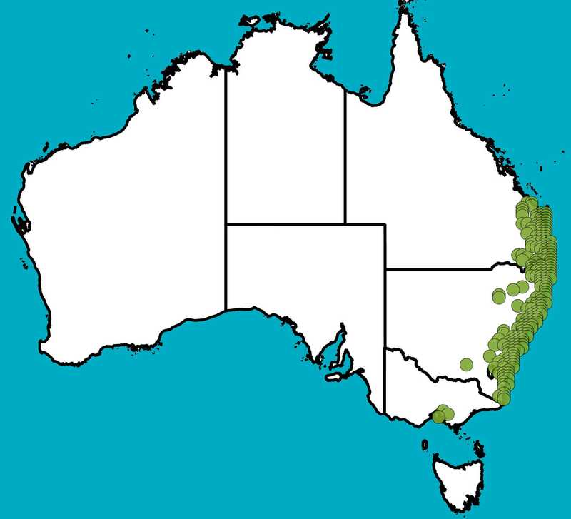 Distribution Map | Pultenaea villosa | Queensland Native Seeds