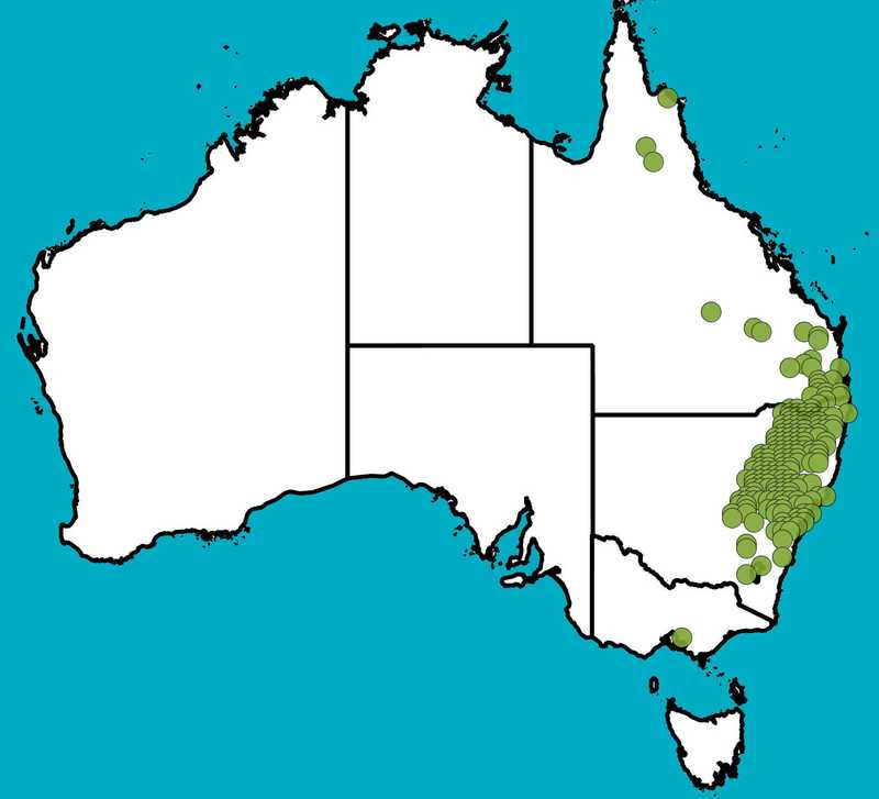 Distribution Map | Hovea lanceolata | Queensland Native Seeds
