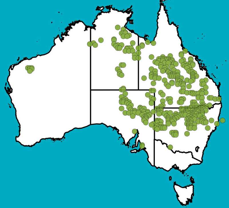 Distribution Map | Astrebla lappacea | Queensland Native Seeds