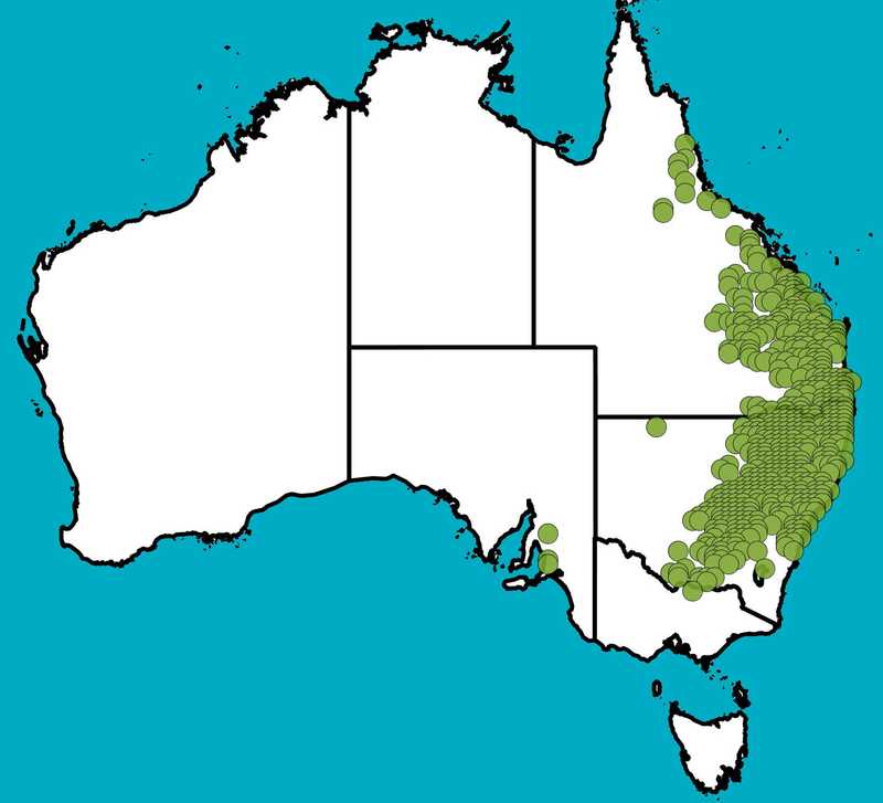 Distribution Map | Eremophila debilis | Queensland Native Seeds