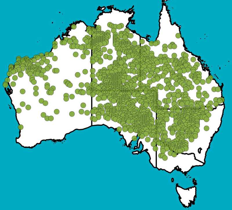 Distribution Map | Sida fibulifera | Queensland Native Seeds