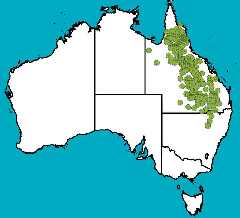 Distribution Map | Eucalyptus camaldulensis subsp. acuta | Queensland Native Seeds