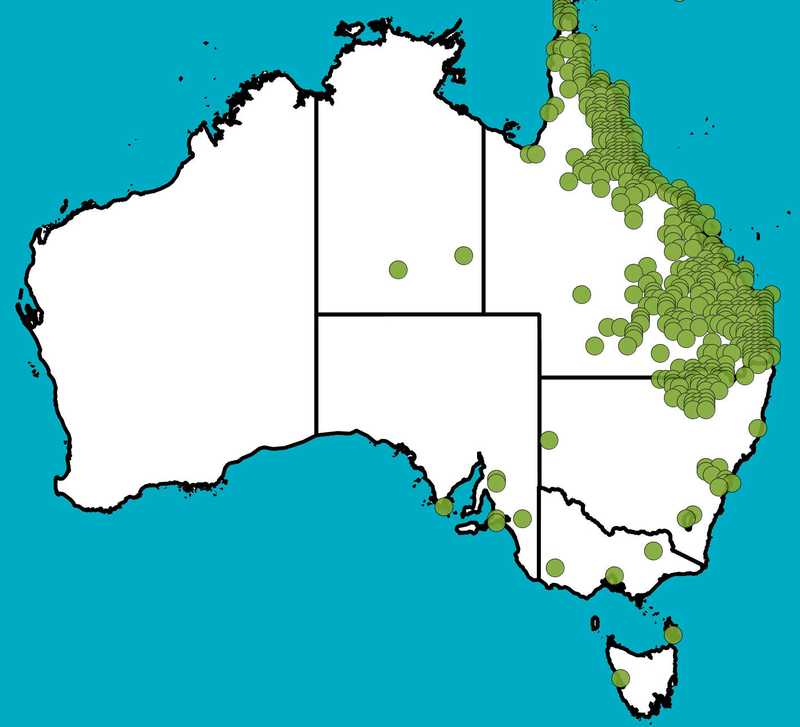 Distribution Map | Corymbia tessellaris | Queensland Native Seeds