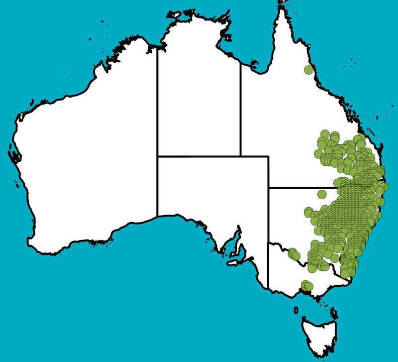 Distribution Map | Austrostipa verticillata | Queensland Native Seeds