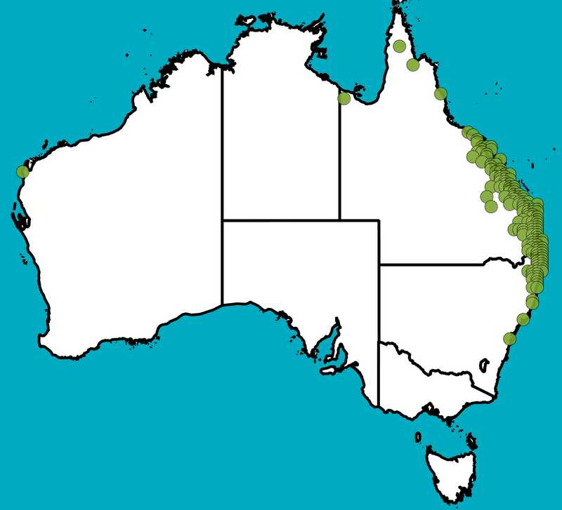 Distribution Map | Acacia disparrima subsp. disparrima | Queensland Native Seeds
