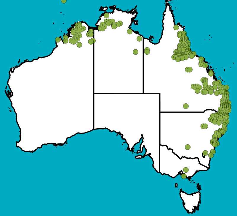 Distribution Map | Schoenoplectiella mucronata | Queensland Native Seeds