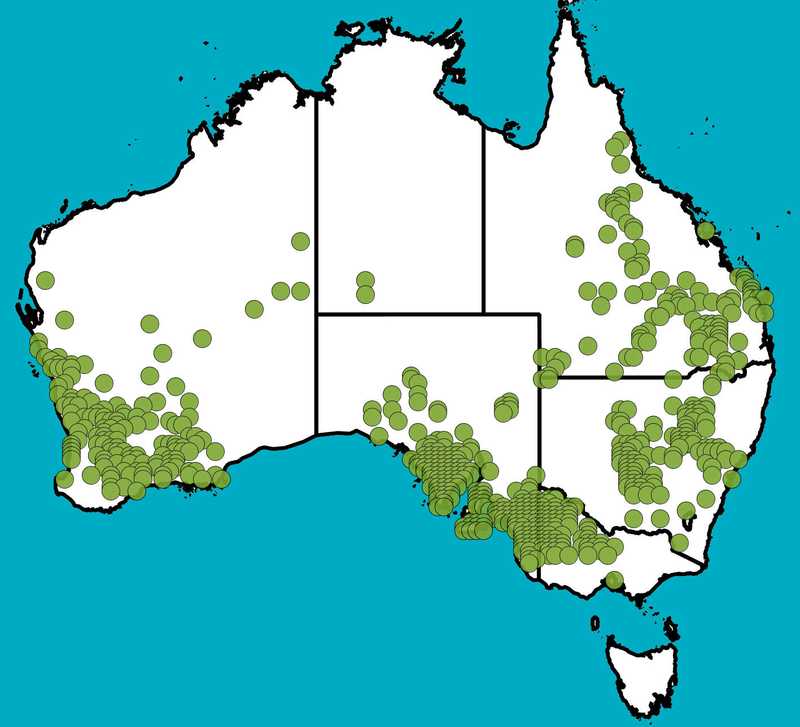 Distribution Map | Melaleuca uncinata | Queensland Native Seeds