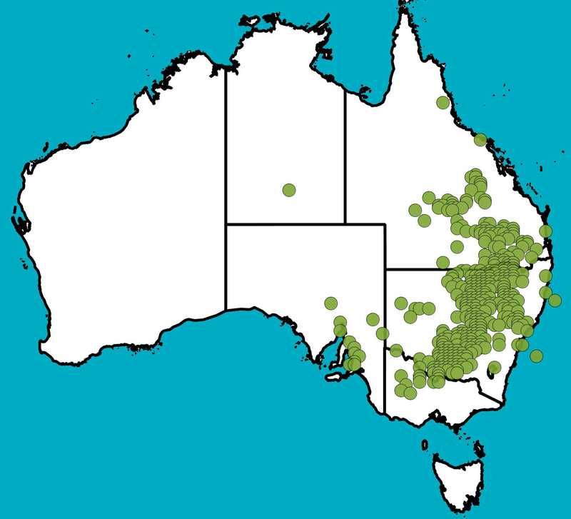 Distribution Map | Acacia pendula | Queensland Native Seeds