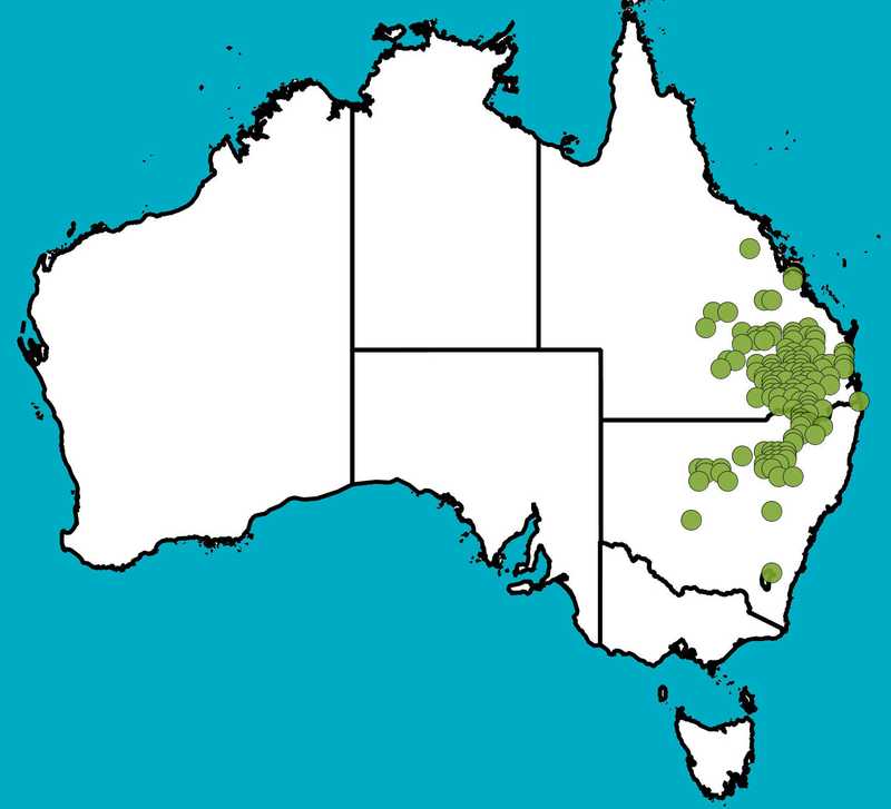 Distribution Map | Acacia burrowii | Queensland Native Seeds