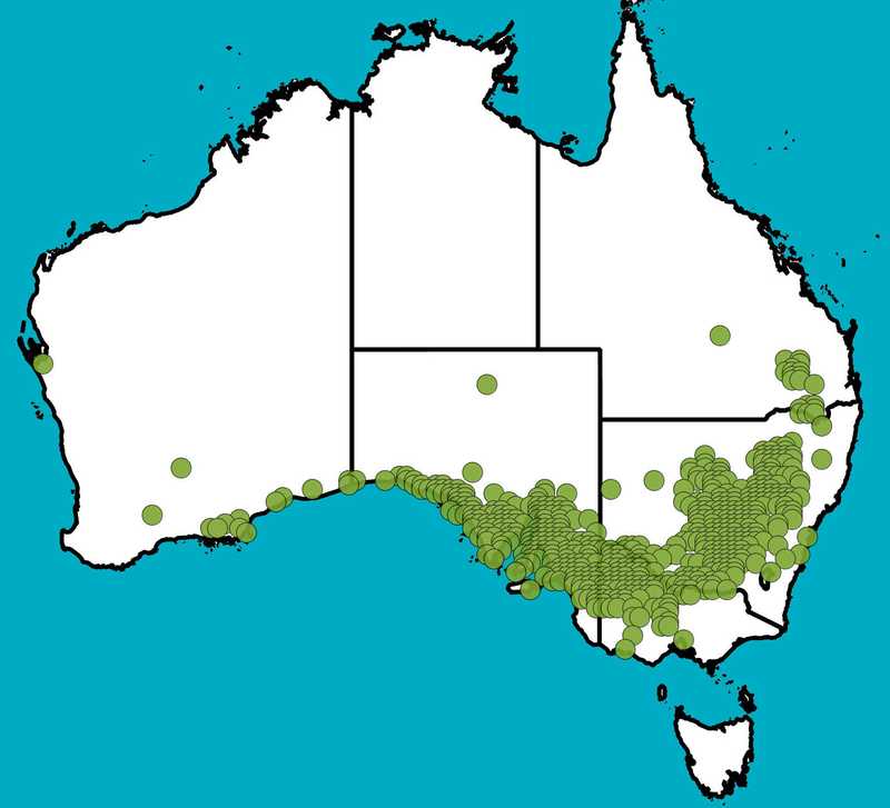 Distribution Map | Acacia hakeoides | Queensland Native Seeds