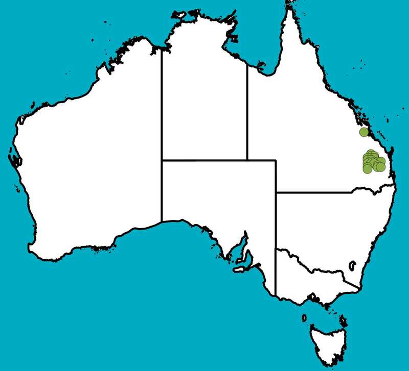 Distribution Map | Denhamia parvifolia | Queensland Native Seeds