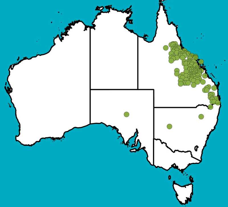Distribution Map | Erythroxylum australe | Queensland Native Seeds