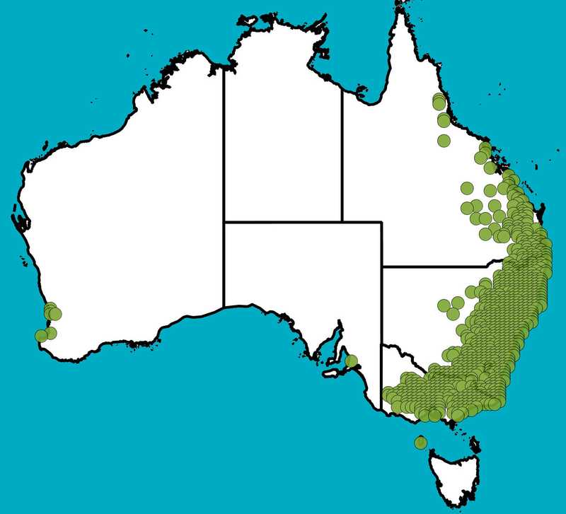 Distribution Map | Acacia implexa  | Queensland Native Seeds