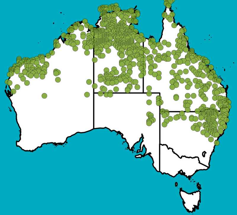 Distribution Map | Rhynchosia minima var. minima | Queensland Native Seeds
