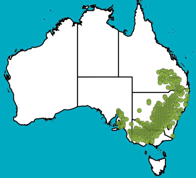Distribution Map | Eucalyptus microcarpa | Queensland Native Seeds