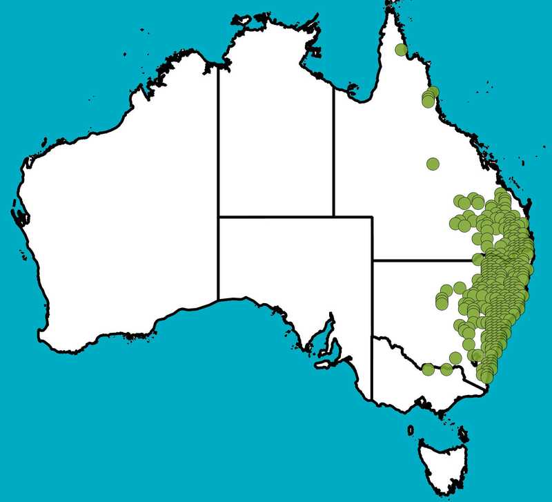 Distribution Map | Austrostipa ramosissima | Queensland Native Seeds