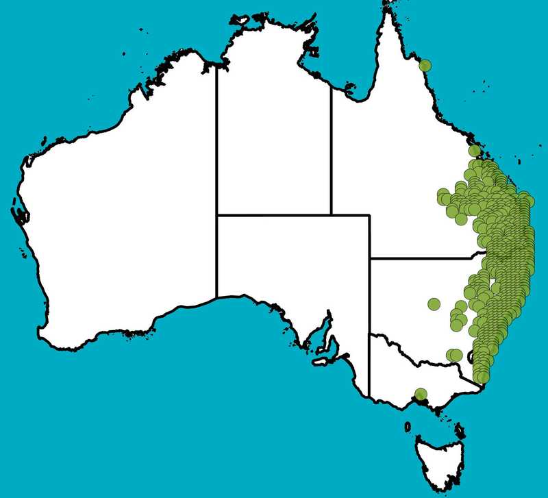 Distribution Map | Jacksonia scoparia | Queensland Native Seeds