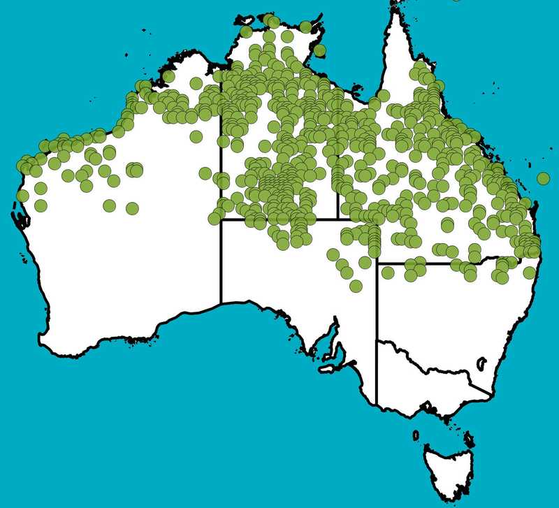 Distribution Map | Indigofera linnaei | Queensland Native Seeds