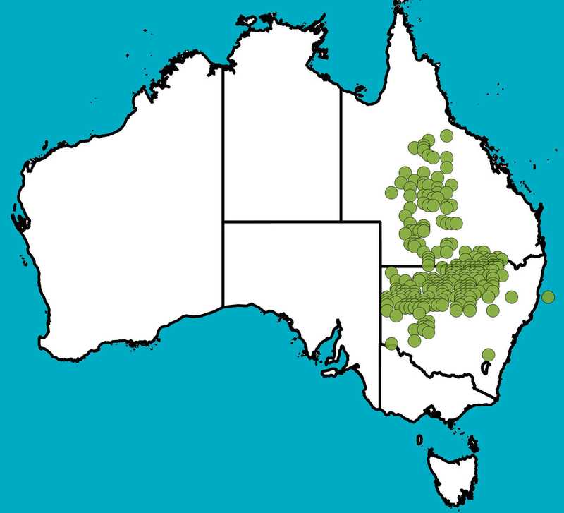 Distribution Map | Flindersia maculosa | Queensland Native Seeds